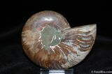 Beautiful Inch Ammonite (Half) #517-1